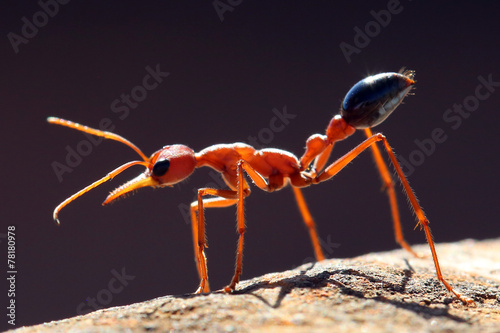Bull Ant