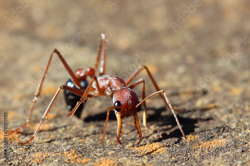 Bull Ant