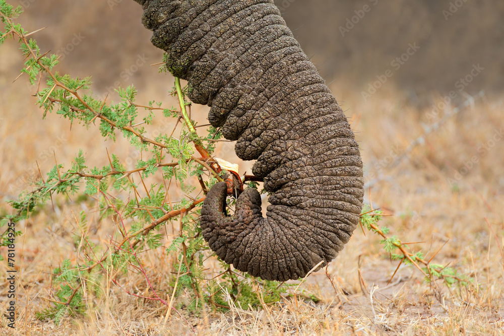 Fototapeta premium Close-up of the trunk of a feeding African elephant