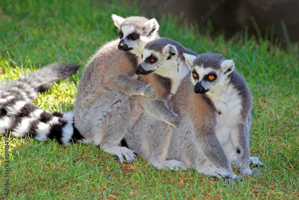A family of ring-tailed lemurs (Lemur catta)
