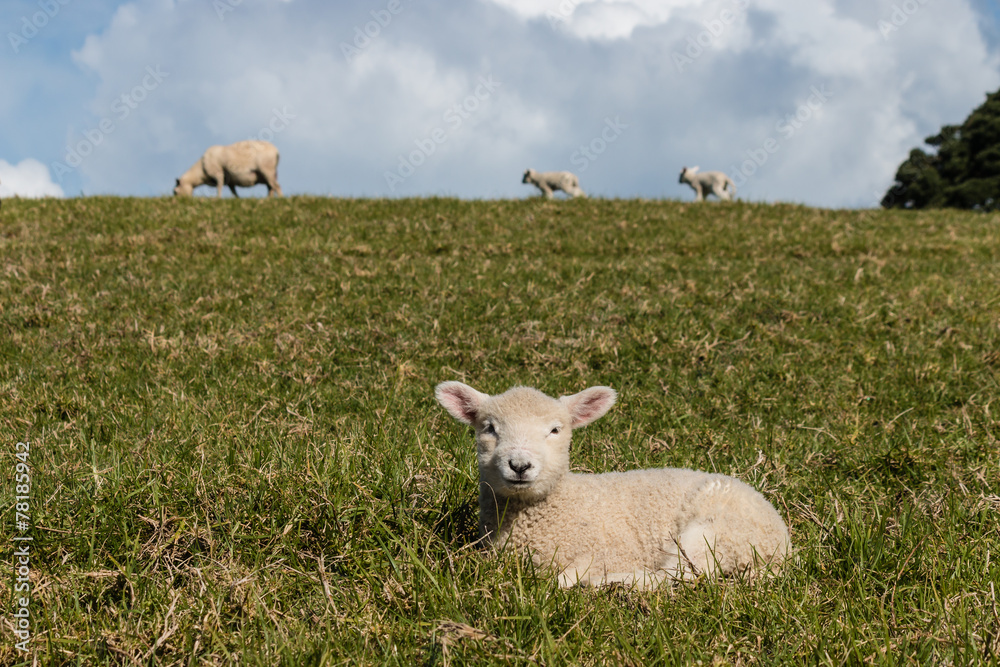 lamb resting on grass with sheep in background lamb resting on grass with sheep in background