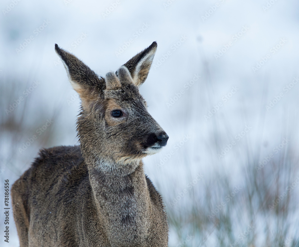 Fototapeta premium Råbock -2