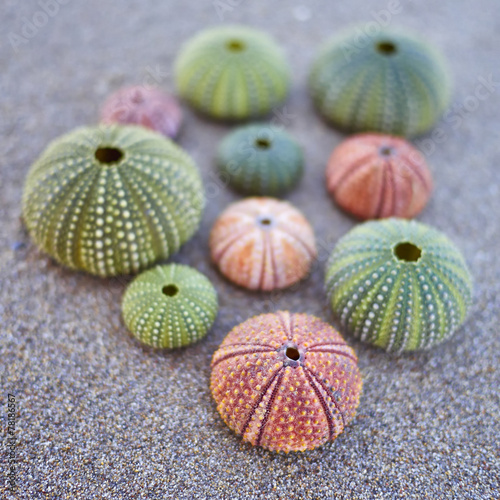variety of colorful sea urchins on the beach