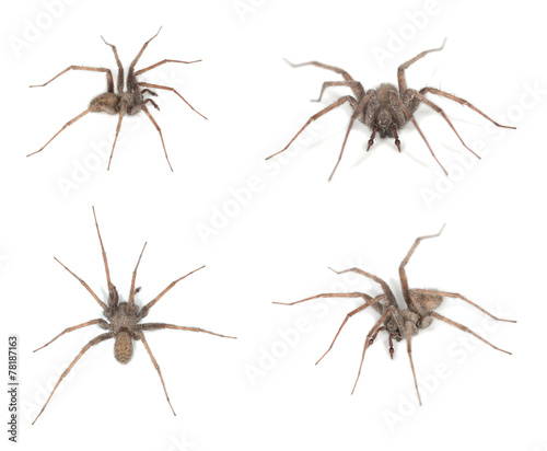 House spider, Tegenaria isolated on white background © Henrik Larsson