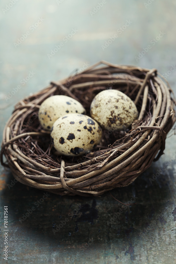 Obraz premium Quail easter eggs in a nest