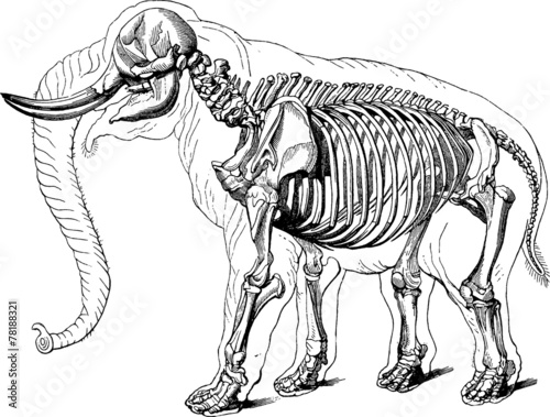 Vintage graphic skeleton elephant © unorobus