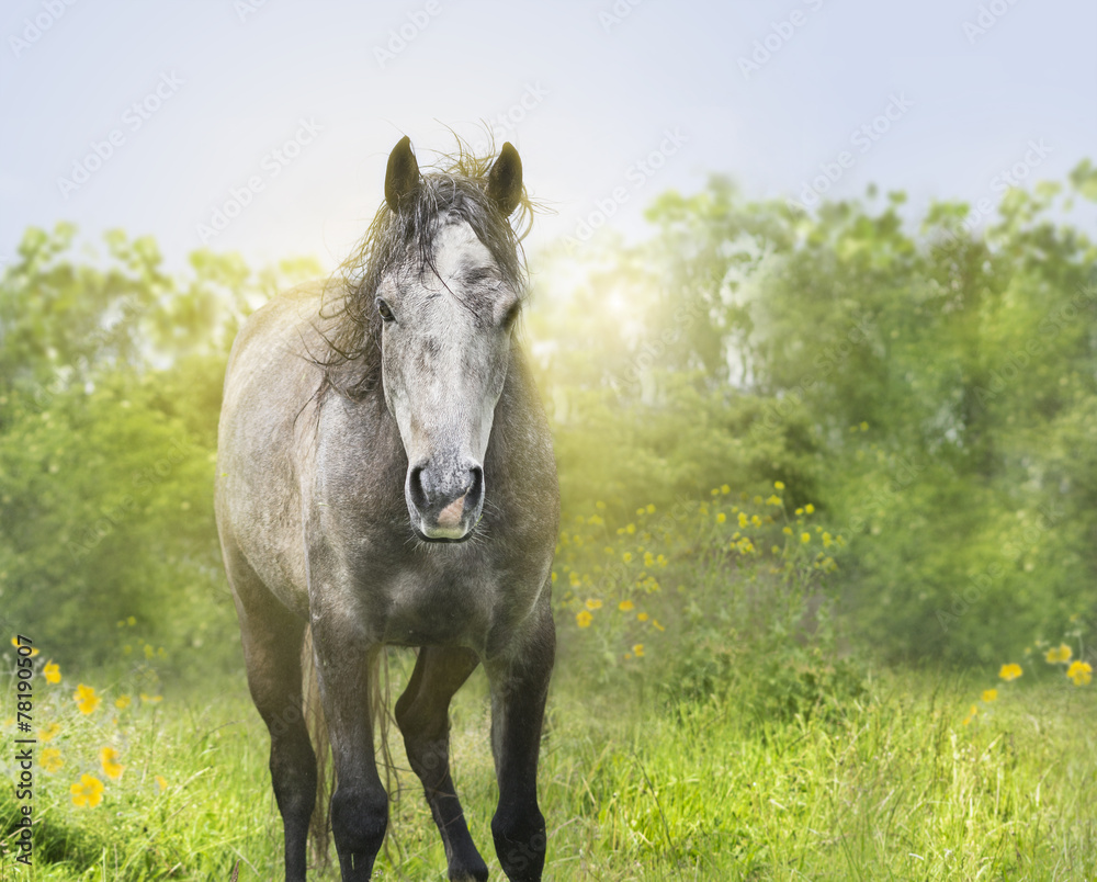 Young horse in sunlight,portrait