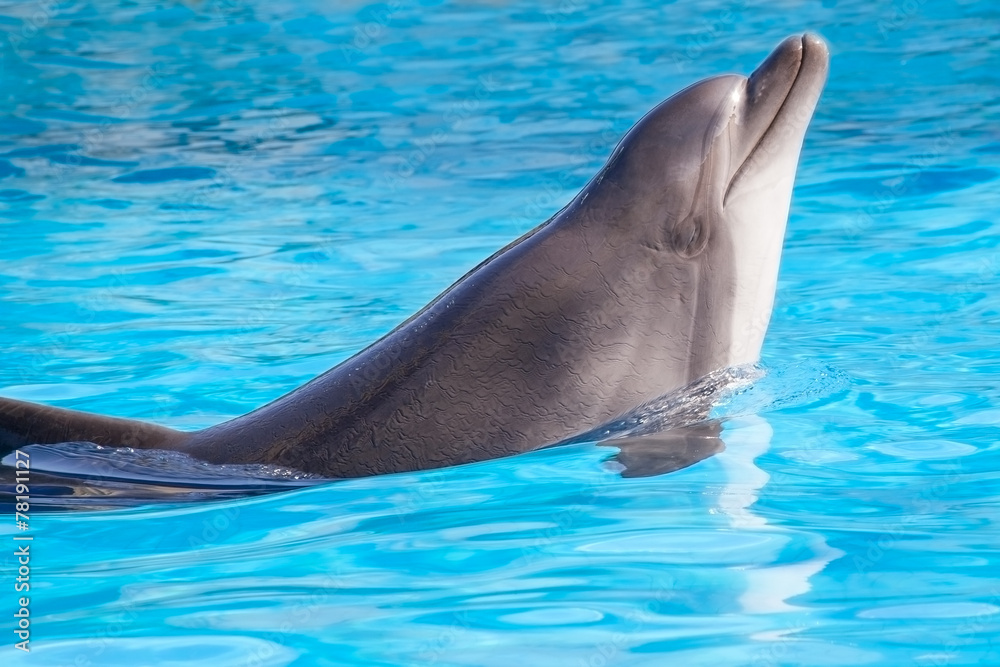 Obraz premium dolphin