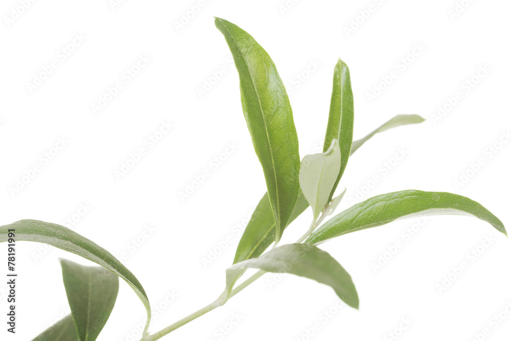 Leave of green tea