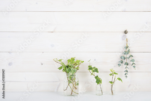 白い壁　植物　アイビー