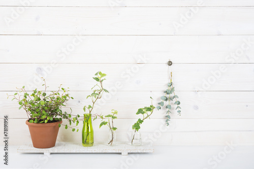 白い壁 植物 © Chikako Kamitori