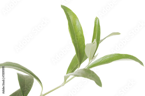 Leave of green tea