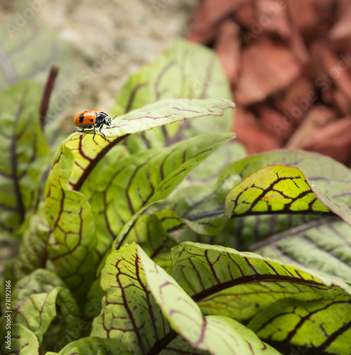 spotted asparagus beetle on leaves of red sorrel photo