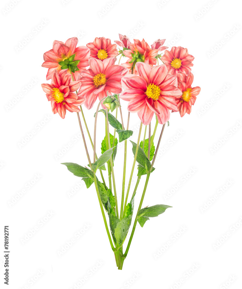 bunch of red pale dahlia, isolated on white background