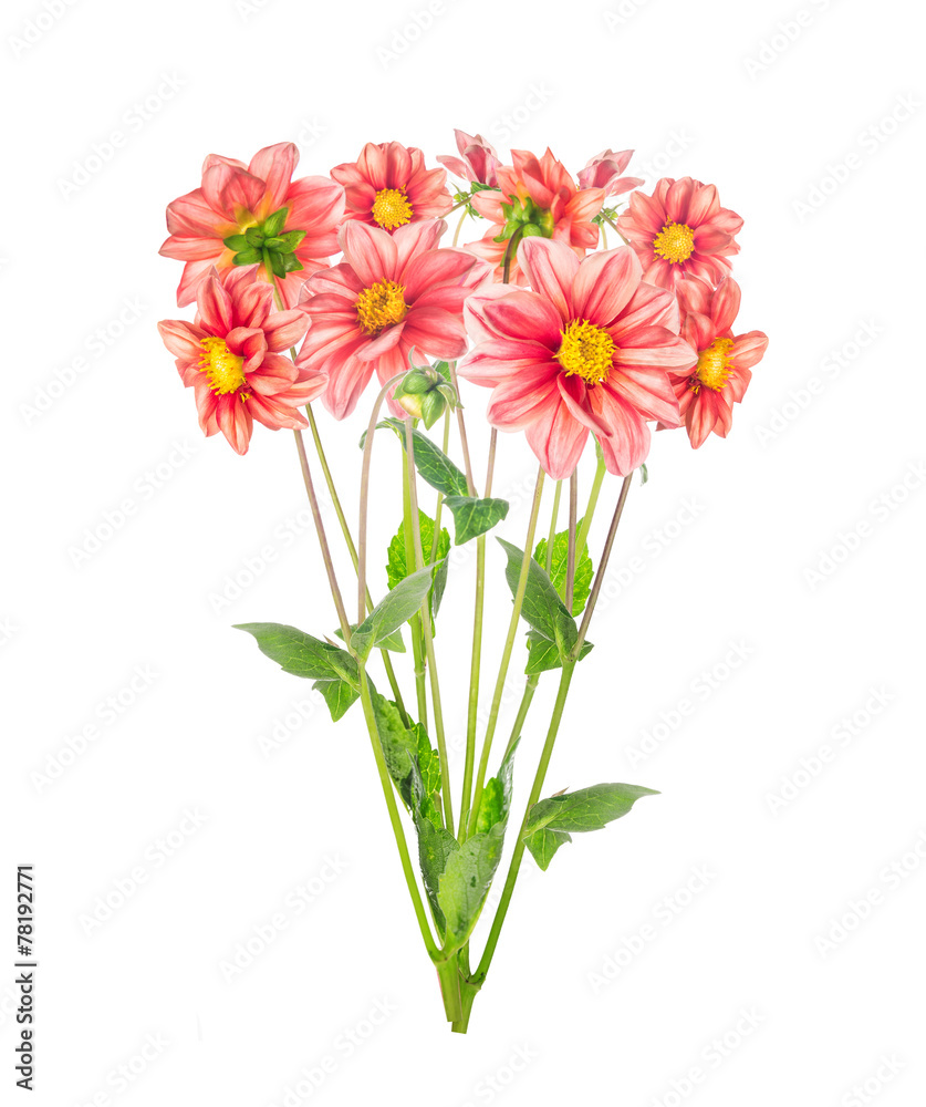 bunch of red pale dahlia, isolated on white background bunch of red pale dahlia, isolated on white background