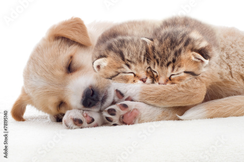 Fotografia puppy and kittens sleeps