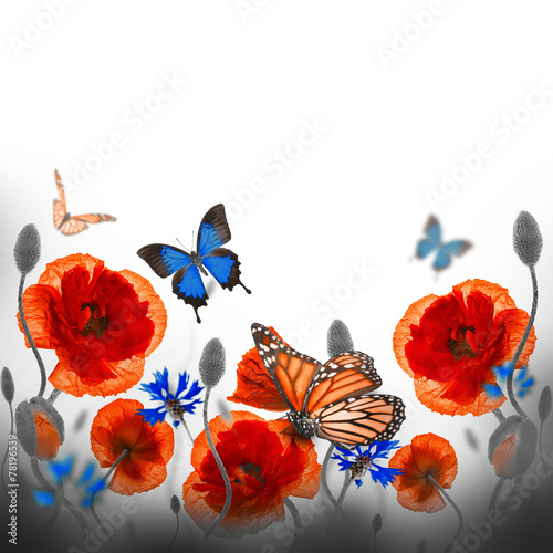 Fototapeta Naklejka Na Ścianę i Meble -  Red poppies field and blue cornflowers,  butterfly