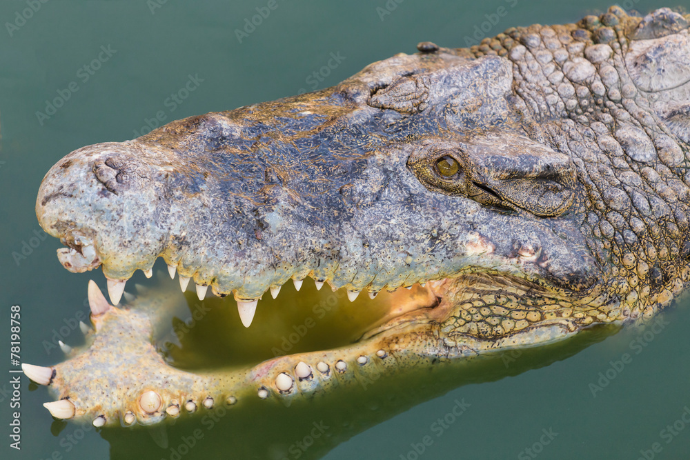 Obraz premium Head of a crocodile in the water.