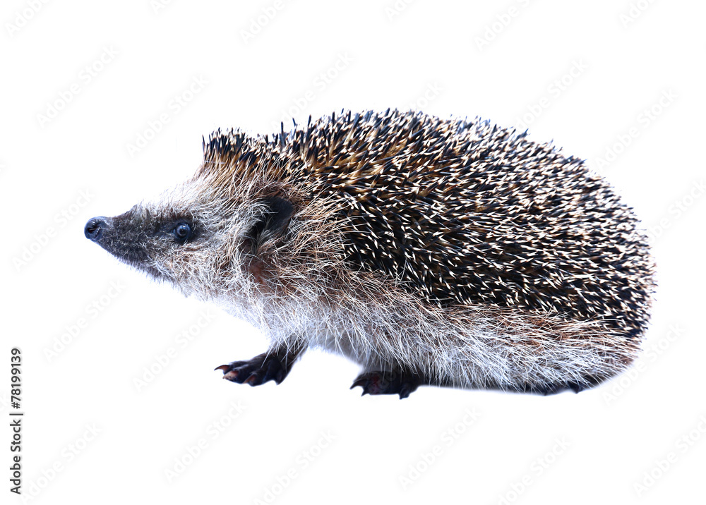 Little forest hedgehog isolated Little forest hedgehog isolated