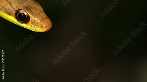 Olive whipsnake (Chironius fuscus) strikes at camera photo