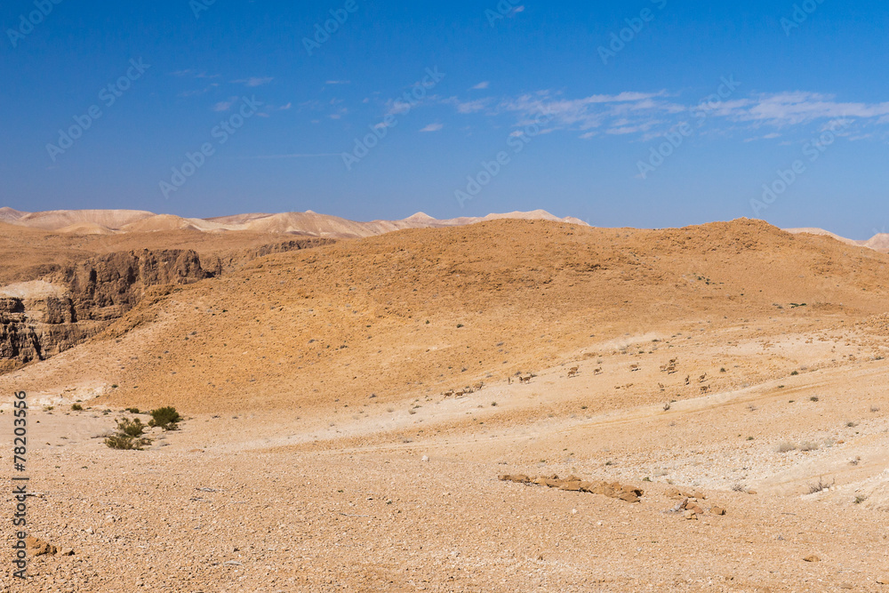 Fototapeta premium Wild desert goats herd.