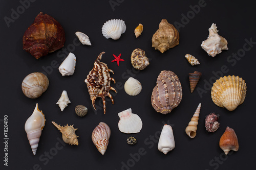 Beautiful shell.