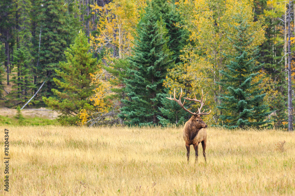 Fototapeta premium Deer with antlers