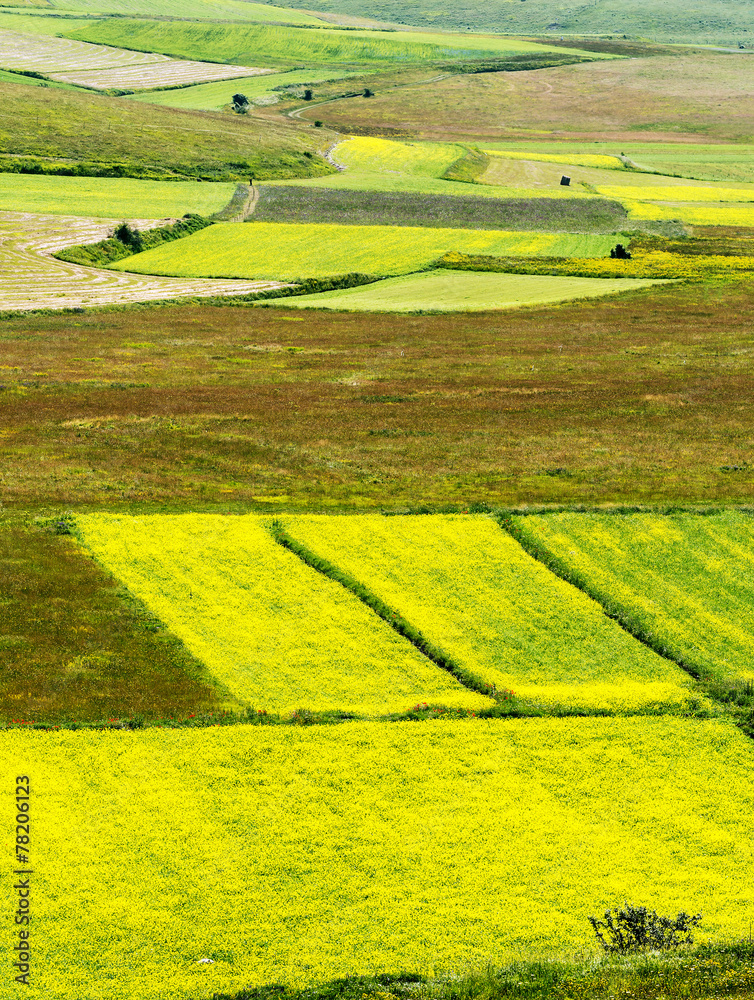 Obraz premium Piano Grande di Castelluccio (Italy)