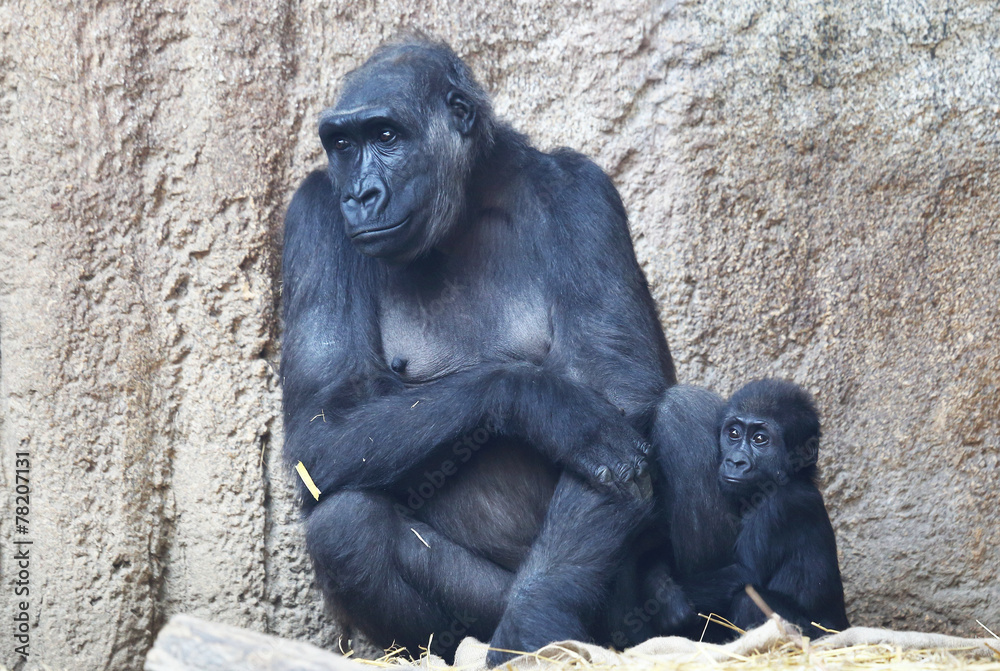 Gorillamutter mit Kind