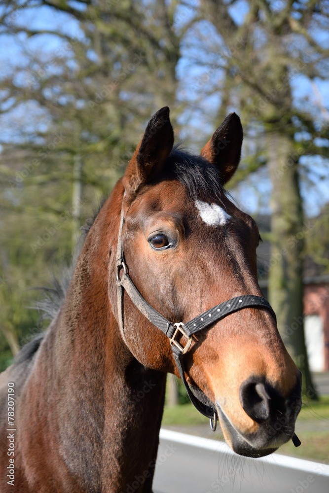 portret horse in fall portret horse in fall