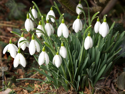 touffe de perce neige