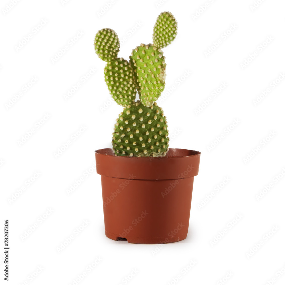 cactus in pot cactus in pot