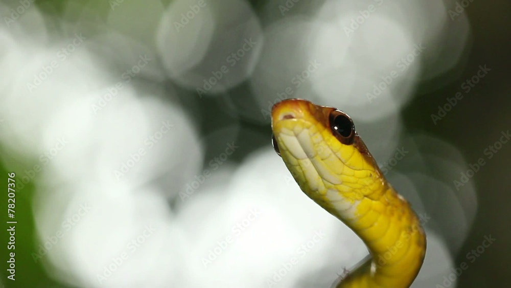 Olive whipsnake (Chironius fuscus), Ecuador Olive whipsnake (Chironius fuscus), Ecuador