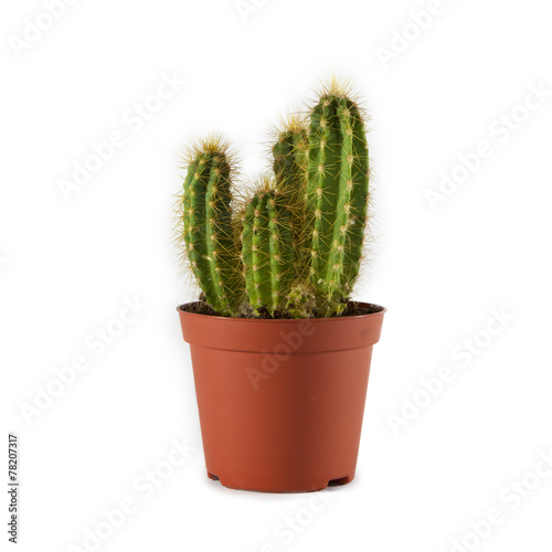 cactus in  pot