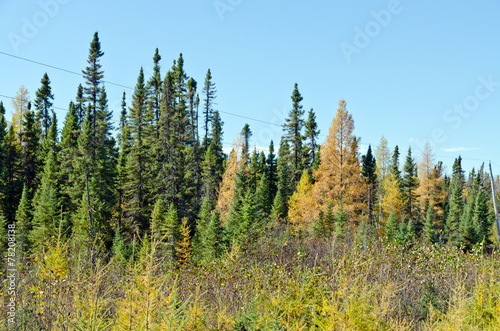 Northern Ontario Forest