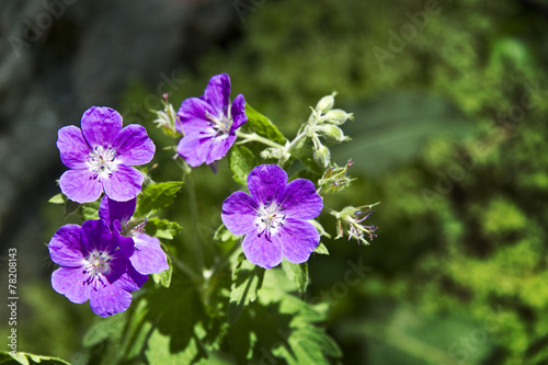 Fiori Alpini
