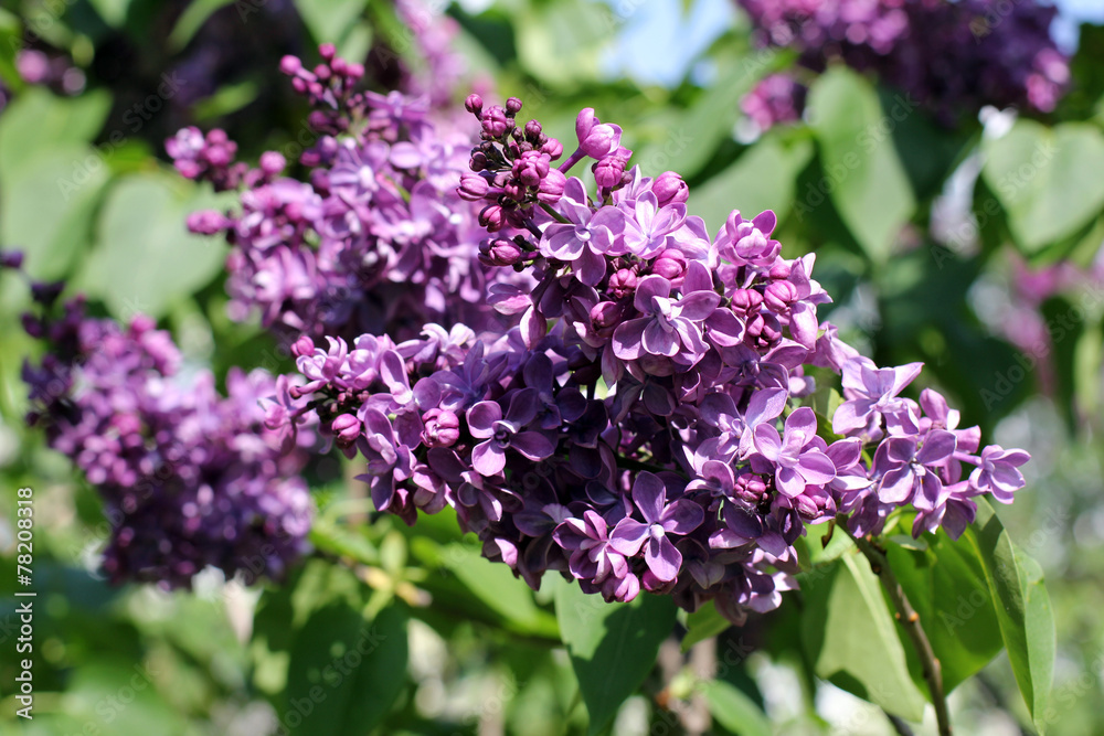 lilac bushes in the spring