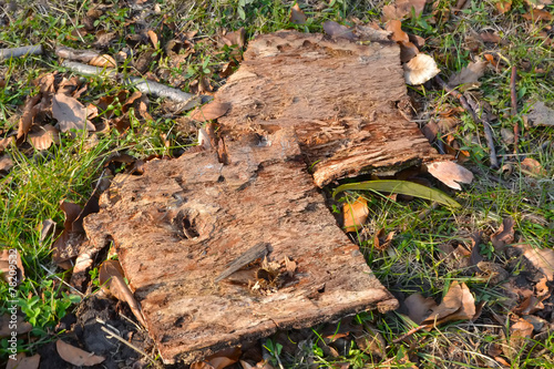 Wallpaper Mural Écorce  d arbre Torontodigital.ca