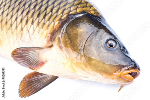 Fish carp photo