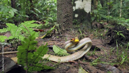 Olive whipsnake (Chironius fuscus) strikes at camera photo