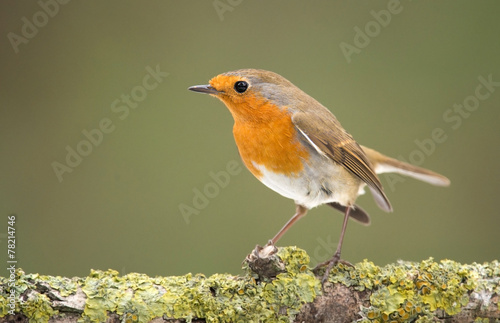 Erithacus rubecula, European Robin photo