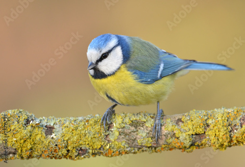 Blue tit on a branch © Piotr Krzeslak