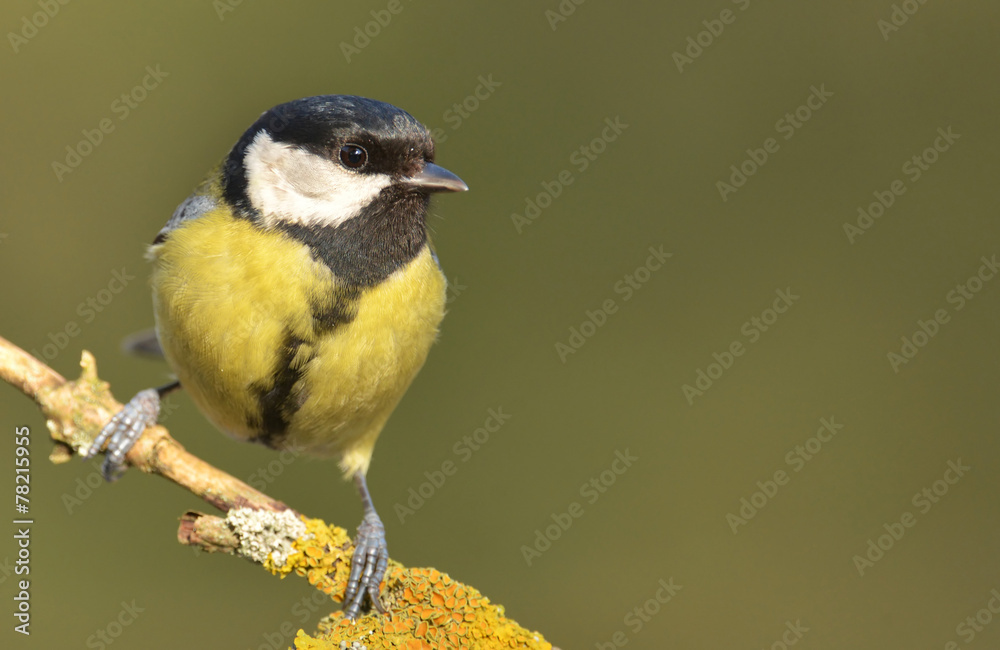 Obraz premium Great tit (Parus major)