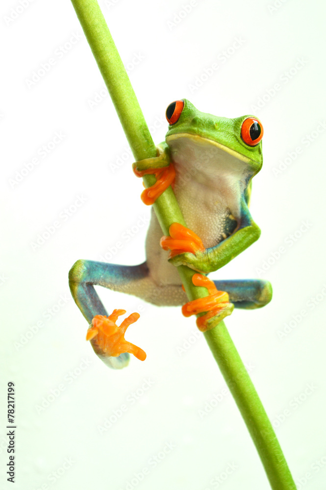 Obraz premium Red eyed tree frog