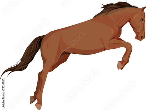 isolated image of jumping horse