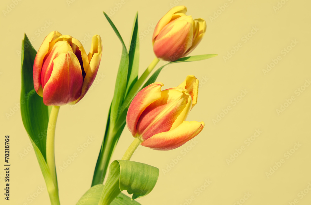 tulips tulips