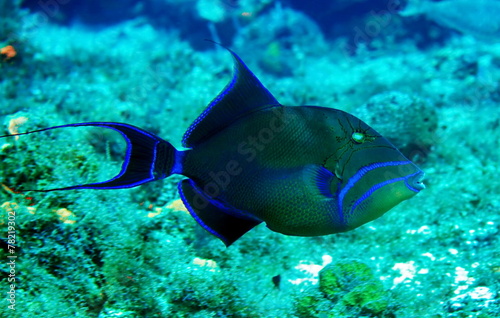 Trigger fish photo