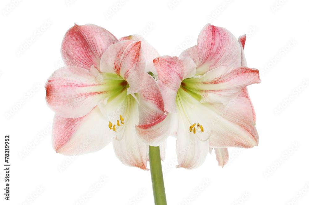 Amaryllis Amaryllis
