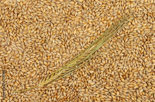 Barley