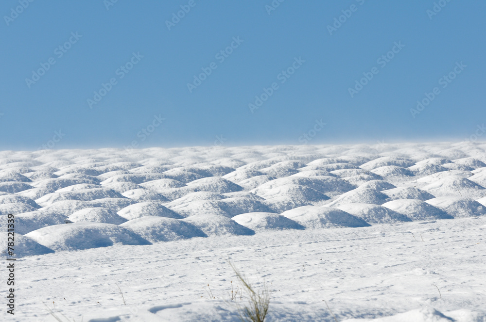 champ de lavande sous la neige soufflée par le vent (Mistral)